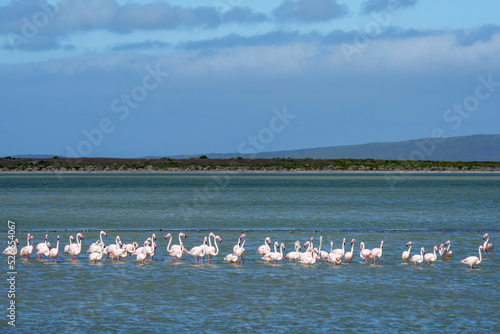 Greater flamingo (Phoenicopterus roseus) flock in a salt pan near Struisbaai in the Western Cape Overberg. South Africa