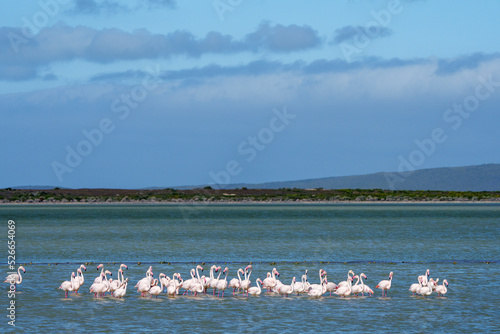 Greater flamingo (Phoenicopterus roseus) flock in a salt pan near Struisbaai in the Western Cape Overberg. South Africa
