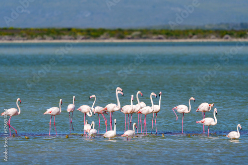 Greater flamingo (Phoenicopterus roseus) flock in a salt pan near Struisbaai in the Western Cape Overberg. South Africa photo