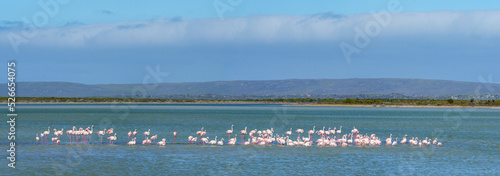 Greater flamingo (Phoenicopterus roseus) flock in a salt pan near Struisbaai in the Western Cape Overberg. South Africa