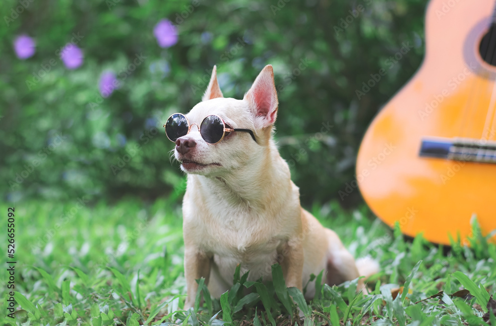 happy brown short hair chihuahua dog wearing sunglasses sitting with acoustic guitar on green grasses in the garden, looking away curiously.