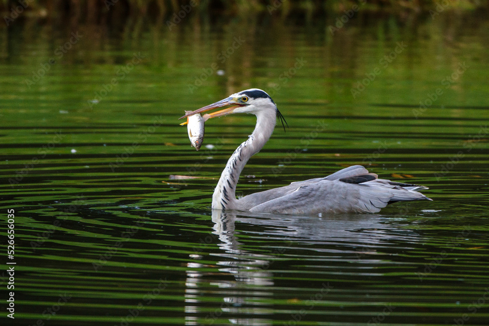 Naklejka premium Graureiher (Ardea cinerea)