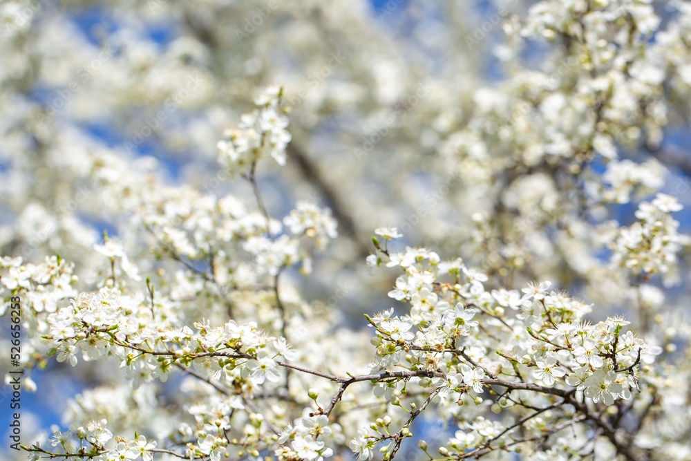 White flowers bloom in the trees. Spring landscape with blooming sakura tree. Beautiful blooming garden on a sunny day. Copy space for text. White flowers bloom in the trees. Spring landscape with blooming sakura tree. Beautiful blooming garden on a sunny day. Copy space for text.