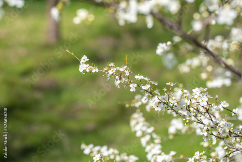 White flowers bloom in the trees. Spring landscape with blooming sakura tree. Beautiful blooming garden on a sunny day. Copy space for text.