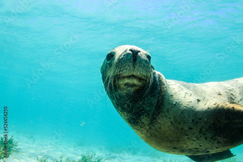 Snorkeling at Carnac Island from Perth, Western Australia. Swimming with sea lions