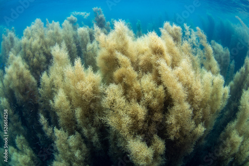 Scuba Diving the Seaweed Forest in Izu, Japan