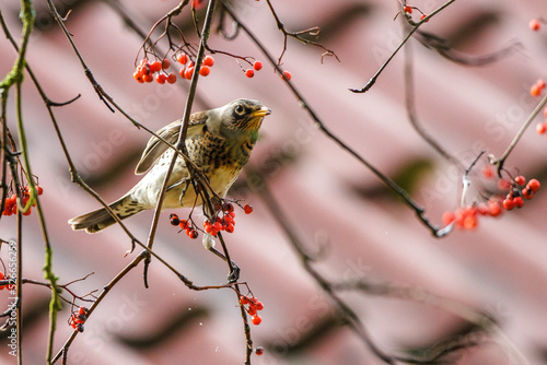 Wacholderdrossel (Turdus pilaris) photo