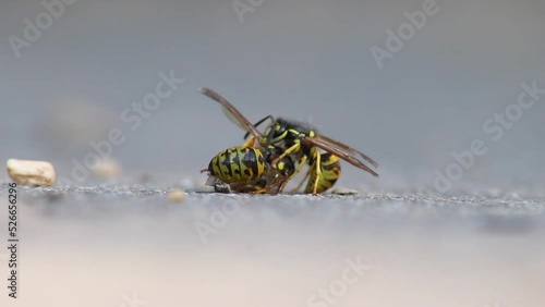 Wasp cannibalism in close-up macro view with fighting wasps eating each other with strong mandibles and biting in dead wasp body as dangerous insect and stinging animal in low angle view on the ground photo