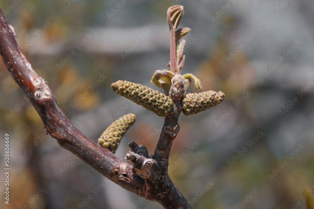Blooming walnut tree. Blooming walnut tree.