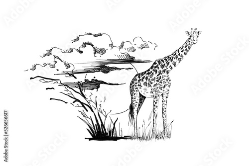 Giraffe on sunset with grass and clouds