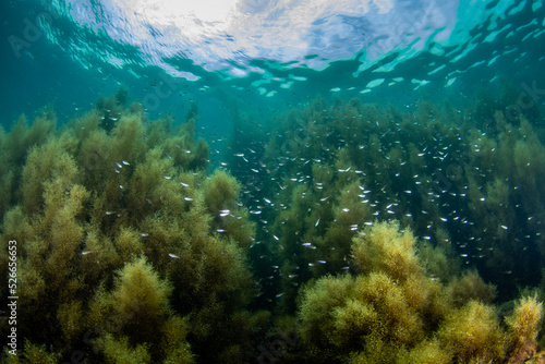 Canvas Print Scuba Diving the Seaweed Forest in Izu, Japan