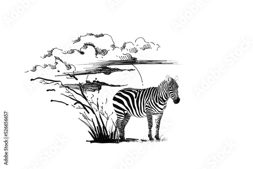 Zebra on sunset with grass and clouds