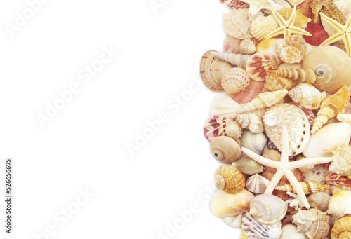 Colorful seashells with starfishes isolated on white background.