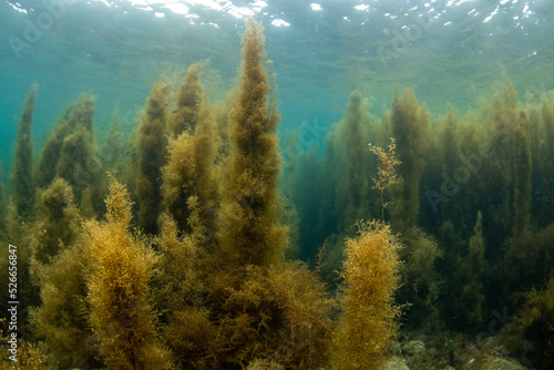 Scuba Diving the Seaweed Forest in Izu, Japan