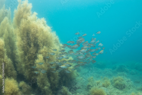Scuba Diving the Seaweed Forest in Izu, Japan