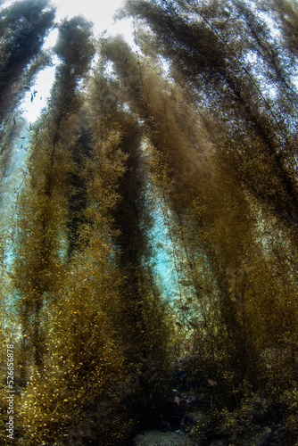 Scuba Diving the Seaweed Forest in Izu, Japan