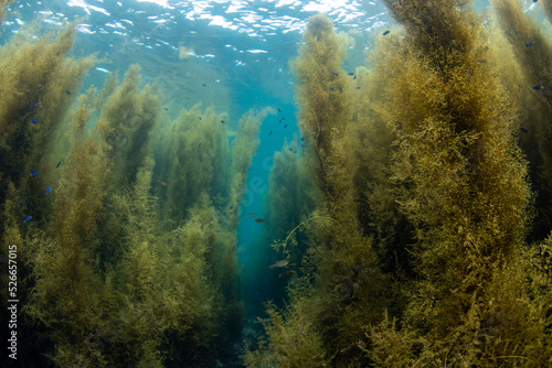 Scuba Diving the Seaweed Forest in Izu, Japan