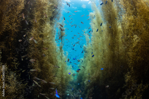 Scuba Diving the Seaweed Forest in Izu, Japan