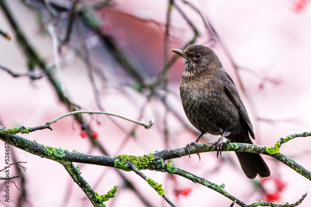 Fototapeta premium Amsel (Turdus merula) Weibchen