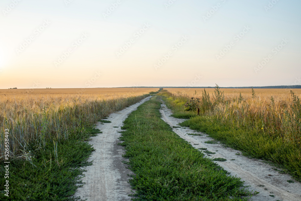 Panorama of wheat field and picturesque sky with white clouds, dirt road in wheat field..Rural road through the rye field