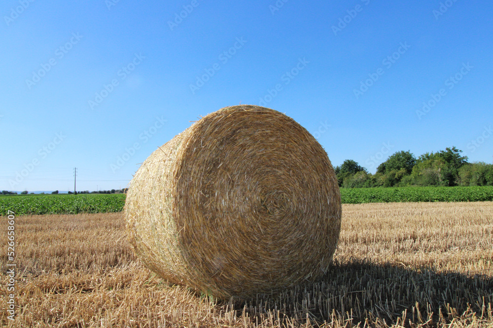 Zu Rundballen gepresstes Stroh auf einem abgeernteten Weizenfeld in der Abendsonne Zu Rundballen gepresstes Stroh auf einem abgeernteten Weizenfeld in der Abendsonne