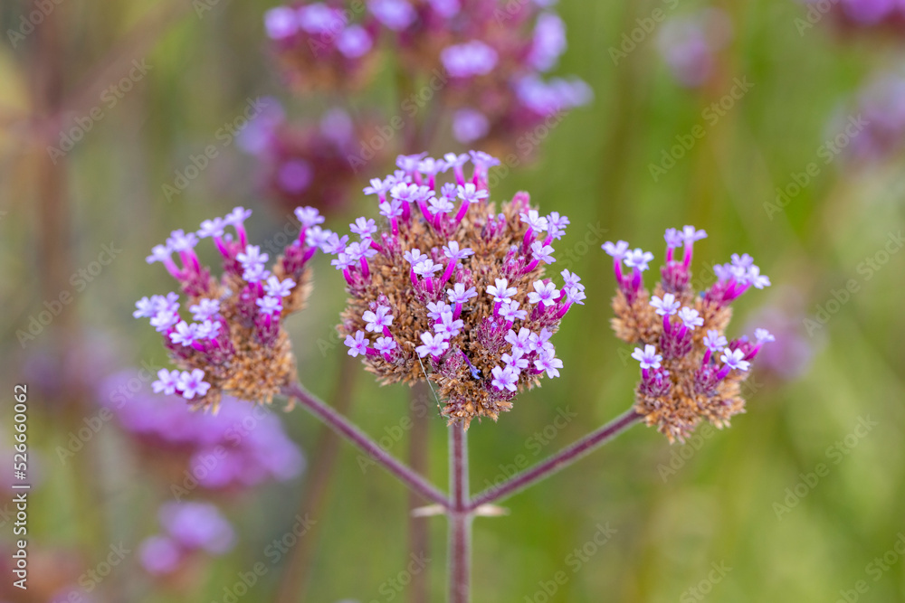 Fototapeta premium Eisenkraut rosa Blüten