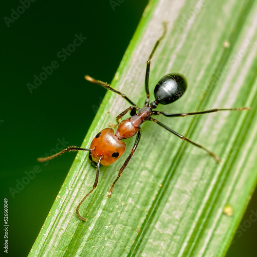 Nodal Desert Ant Cataglyphis nodus © John Triumfante