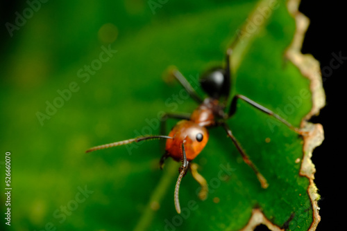 Nodal Desert Ant Cataglyphis nodus © John Triumfante