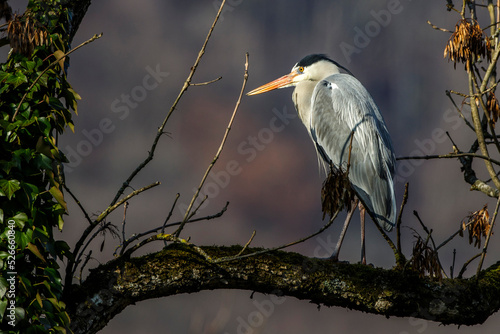 Graureiher (Ardea cinerea) photo