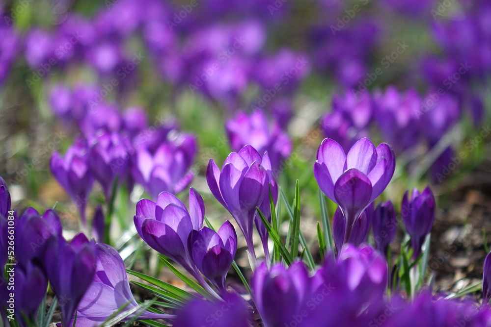 Crocus flowers Crocus flowers