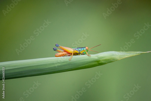 Slika na platnu the grasshopper perched on the leaf