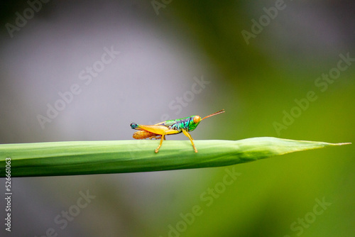Fototapeta the grasshopper perched on the leaf