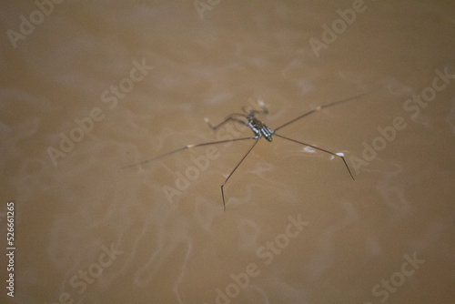  Water striders lying on water surface 