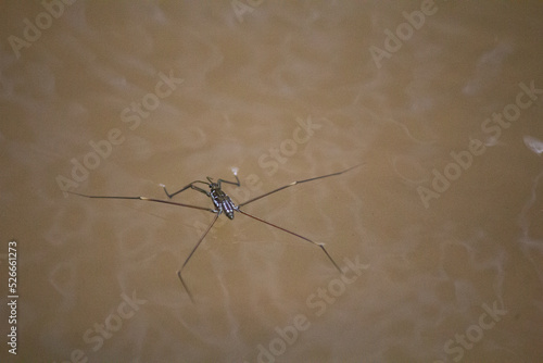  Water striders lying on water surface 