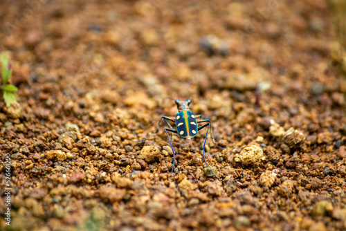Tiger beetle (Cicindela aurulenta) on the ground photo
