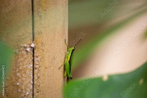 The grasshopper perched on bamboo