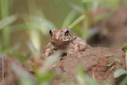 Fejervarya limnocharis or Asian grass frog or rice field frog
