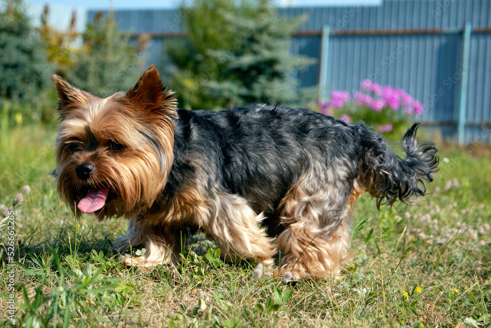 Domestic dogs. Yorkshire terrier at a photo shoot Domestic dogs. Yorkshire terrier at a photo shoot