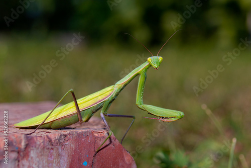 A green mantis poses on a stone. Insects in the wild.