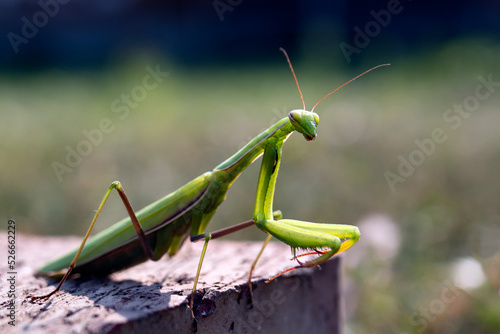 A green mantis poses on a stone. Insects in the wild.