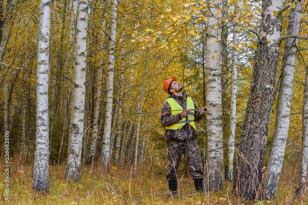 A forest engineer measures the diameter of a birch tree in the forest.