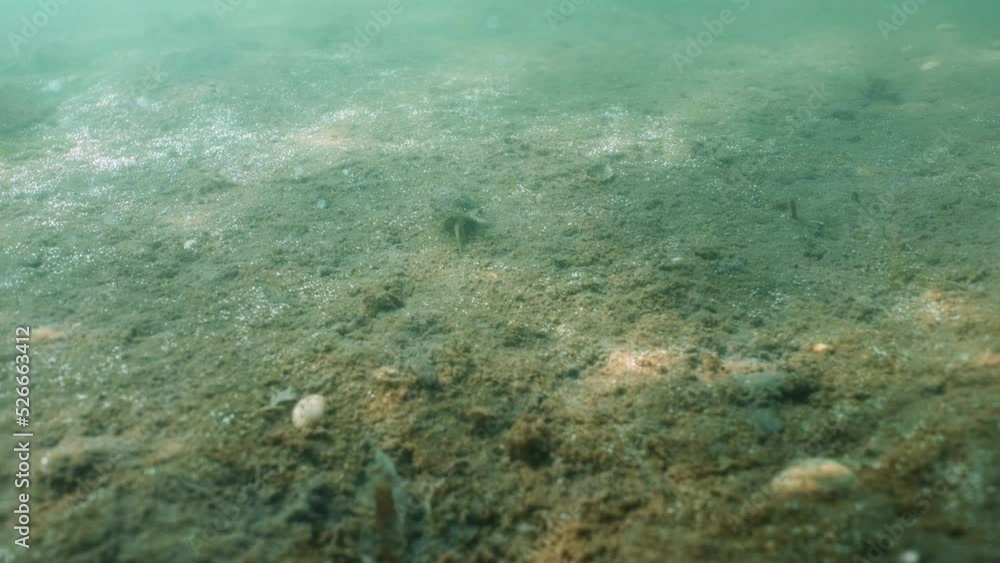 Handheld under water shot of a crab walking along the sandy bottom of the North Sea off the coast of the Netherlands, with light dancing on the seabed and bubbles Handheld under water shot of a crab walking along the sandy bottom of the North Sea off the coast of the Netherlands, with light dancing on the seabed and bubbles