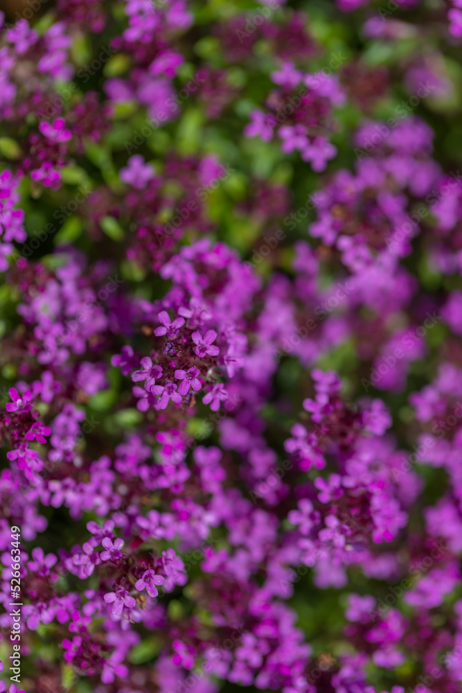 Lilac flowers of Thyme in a summer meadow. Lilac flowers of Thyme in a summer meadow.