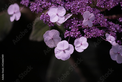 Closeup of flowerhead of Hydrangea strigosa in a garden in summer.