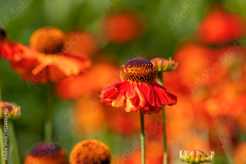 Beautiful autumn orange flowers.
