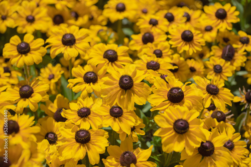 Beautiful autumn yellow flowers.