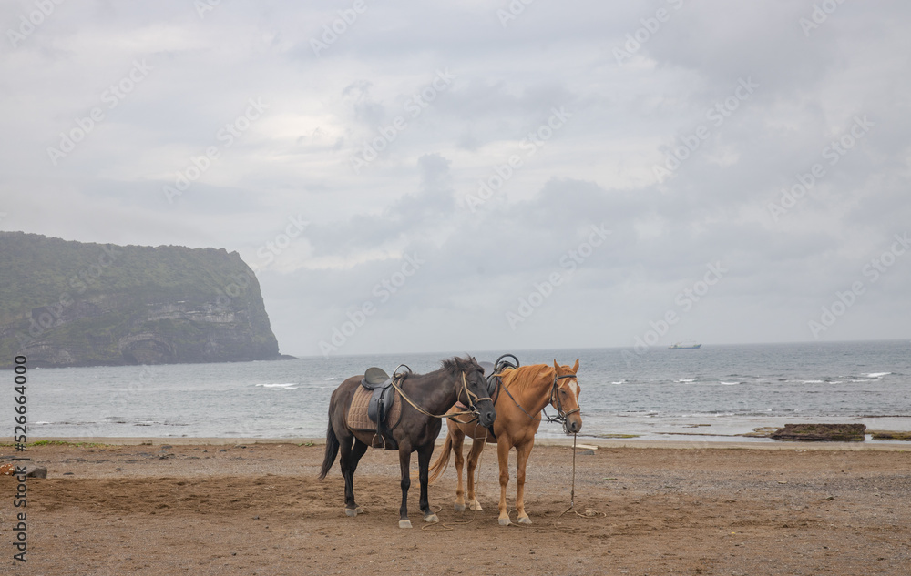 horses on the beach horses on the beach