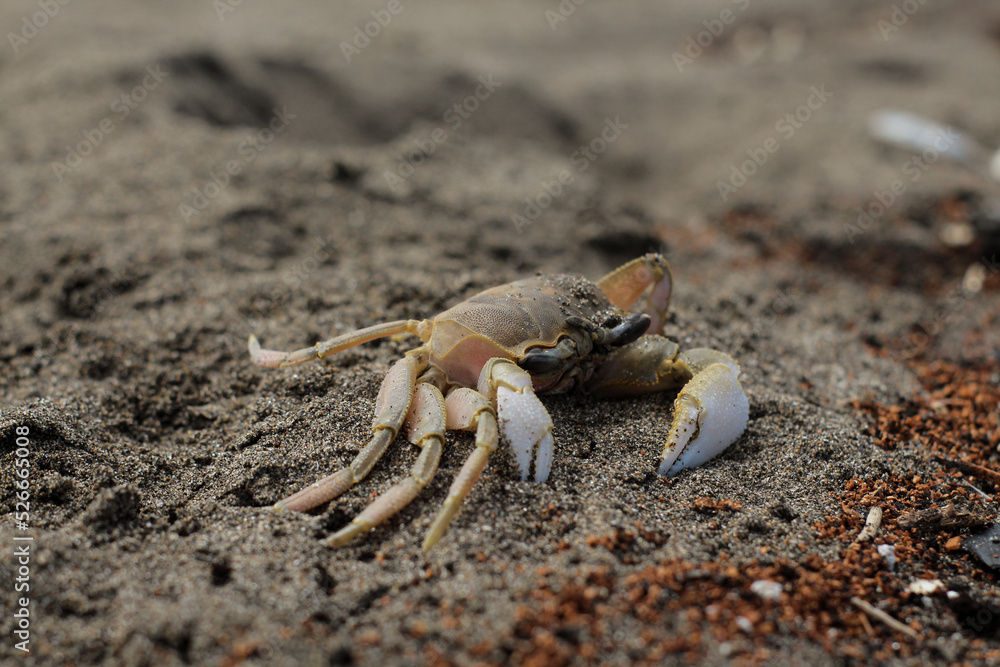 a crab that has died in the sand on the beach. and flies are infested a crab that has died in the sand on the beach. and flies are infested