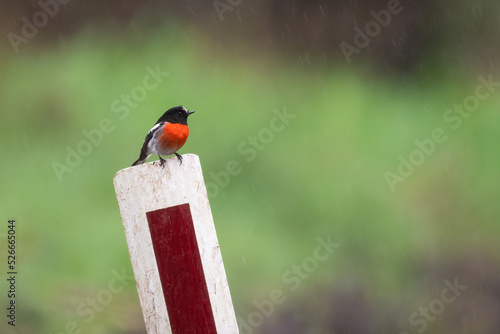 Male scarlet robin (Petroica boodang), Great Otway National Park, Victoria photo