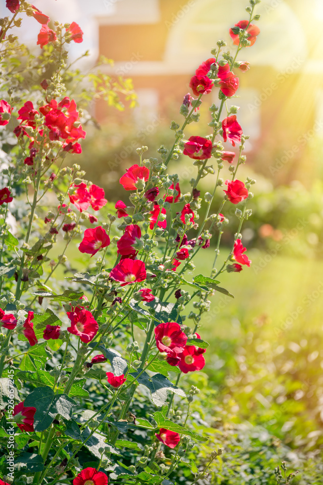 A shrub of a alcea rosea or common hollyhock with red flowers in sun beams.